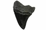 Fossil Megalodon Tooth - South Carolina #300199-1